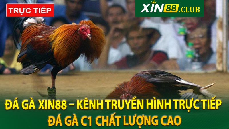 Đá gà xin88 – Kênh truyền hình trực tiếp đá gà C1 chất lượng cao