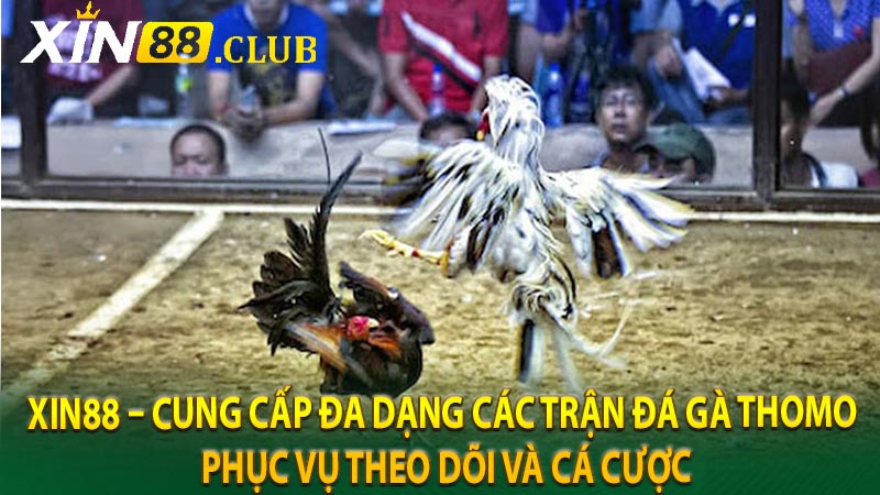 Xin88 – cung cấp đa dạng các trận đá gà Thomo phục vụ theo dõi và cá cược